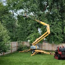 Best Tree Disease Treatment  in Centerfield, UT